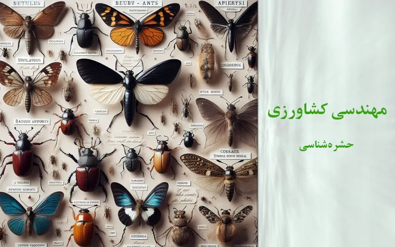 گرایش حشره‌شناسی